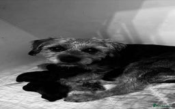 Border Terrier dogs for sale: Border Terriers  - Image 2