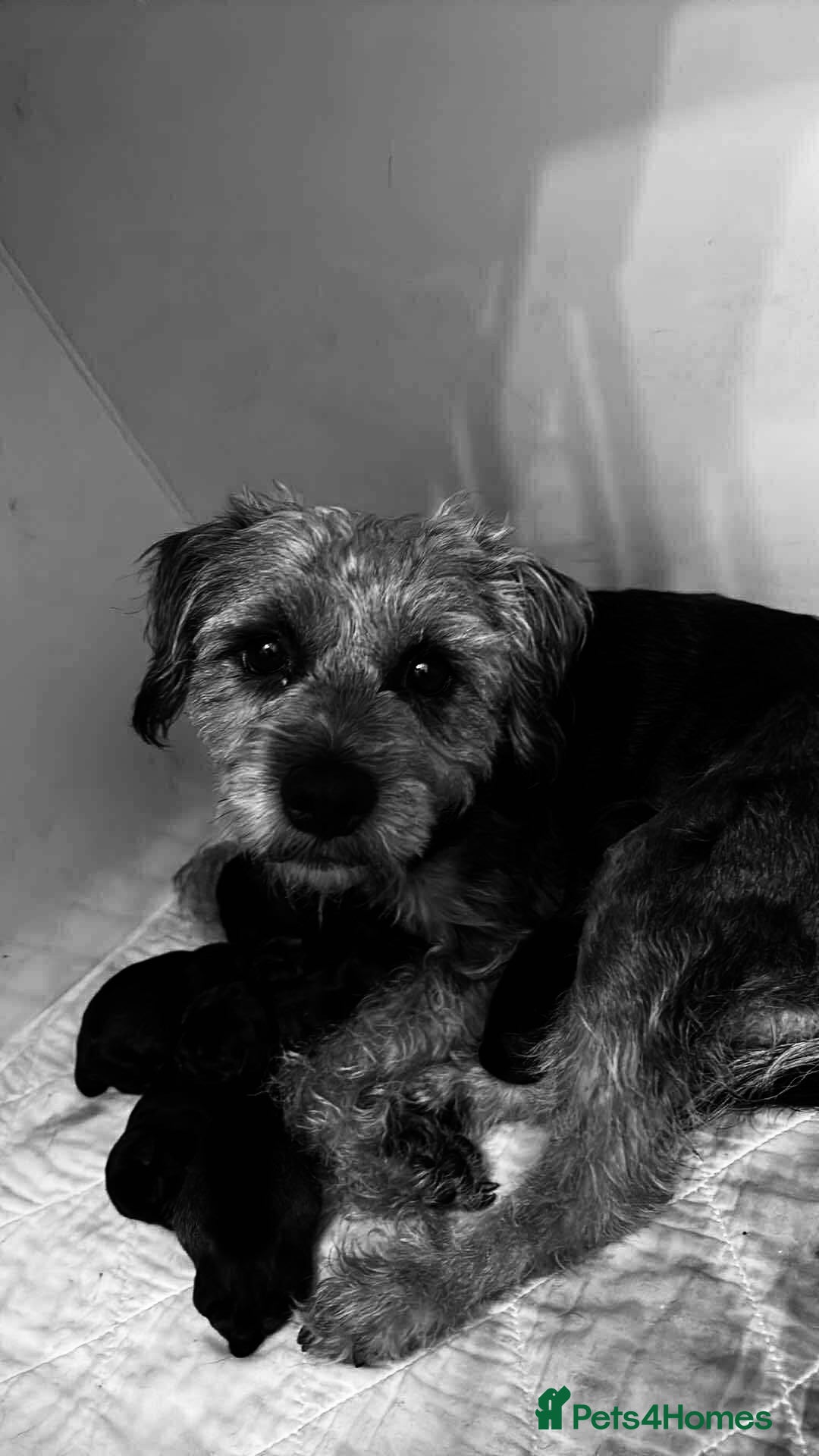 Border Terrier dogs for sale: Border Terriers  - Image 2