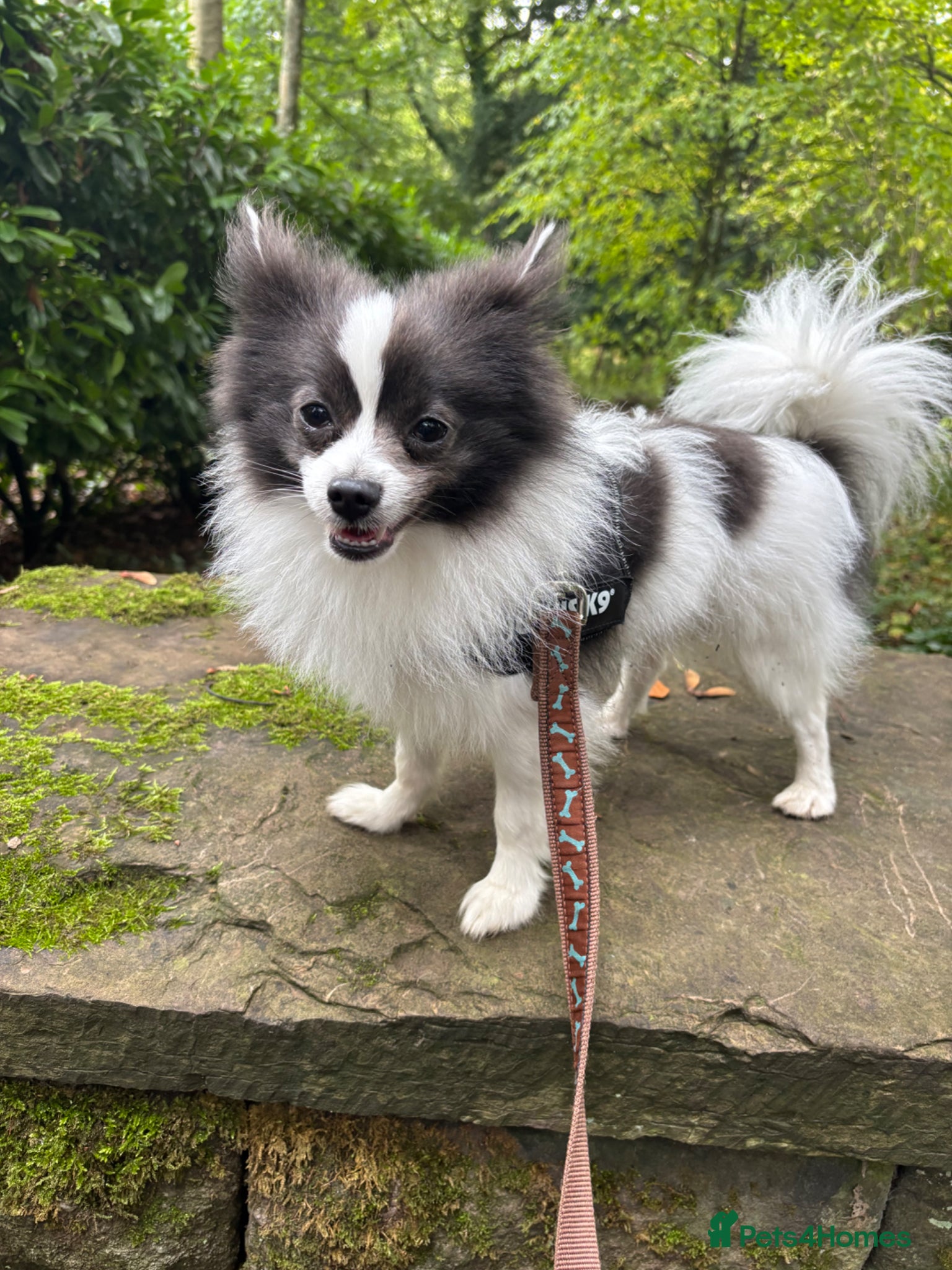 Mixed Breed dogs Handsome Pomeranian & Jack Russell Cross  - Advert 1