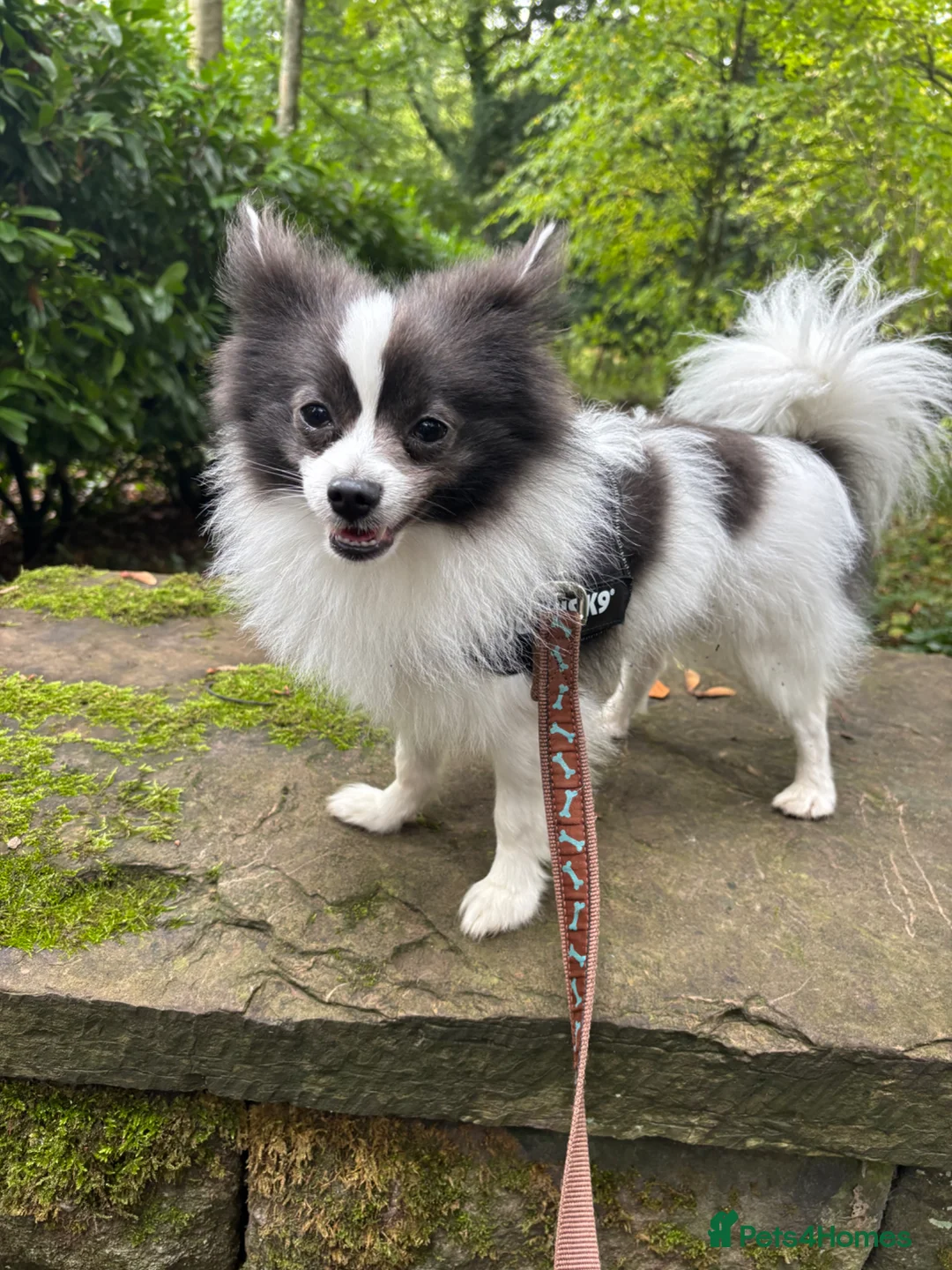 Mixed Breed dogs for sale: Handsome Pomeranian & Jack Russell Cross  in Leyland - Advert 1