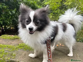 Mixed Breed dogs Handsome Pomeranian & Jack Russell Cross - Advert 1