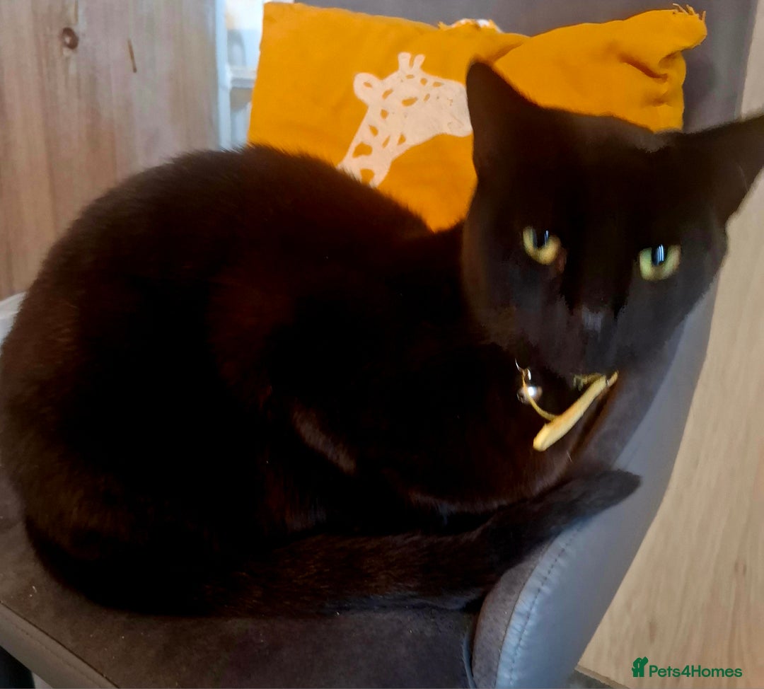 Mixed Breed cats for adoption: A beautiful Cat Looking her forever home  - Advert 1