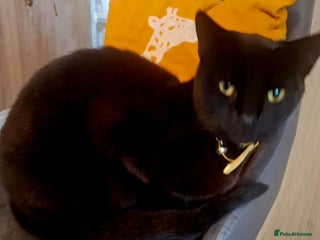 Mixed Breed cats for adoption: A beautiful Cat Looking her forever home - Advert 1