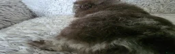 Guinea Pig rodents for sale: Swiss boys - Advert 7