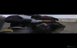 Cane Corso dogs for sale: Stunning Blue Cane Corso Puppy - Image 3