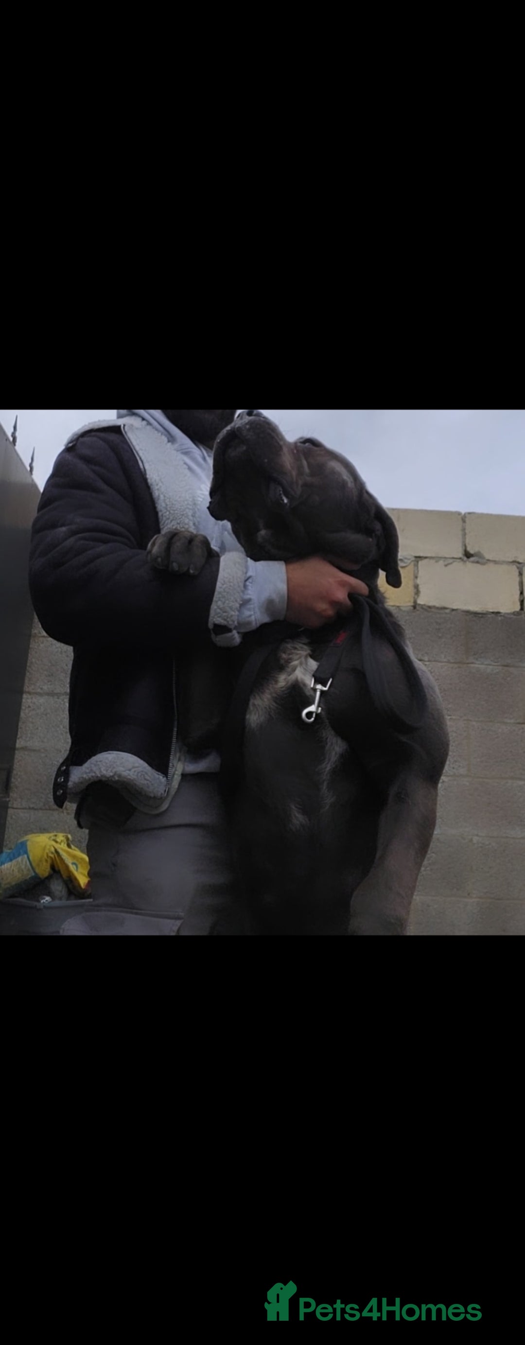 Cane Corso dogs for sale: Stunning Blue Cane Corso Puppy - Image 3