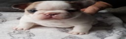 French Bulldog dogs for stud: Kc reg rare markings in Peterborough - Advert 13