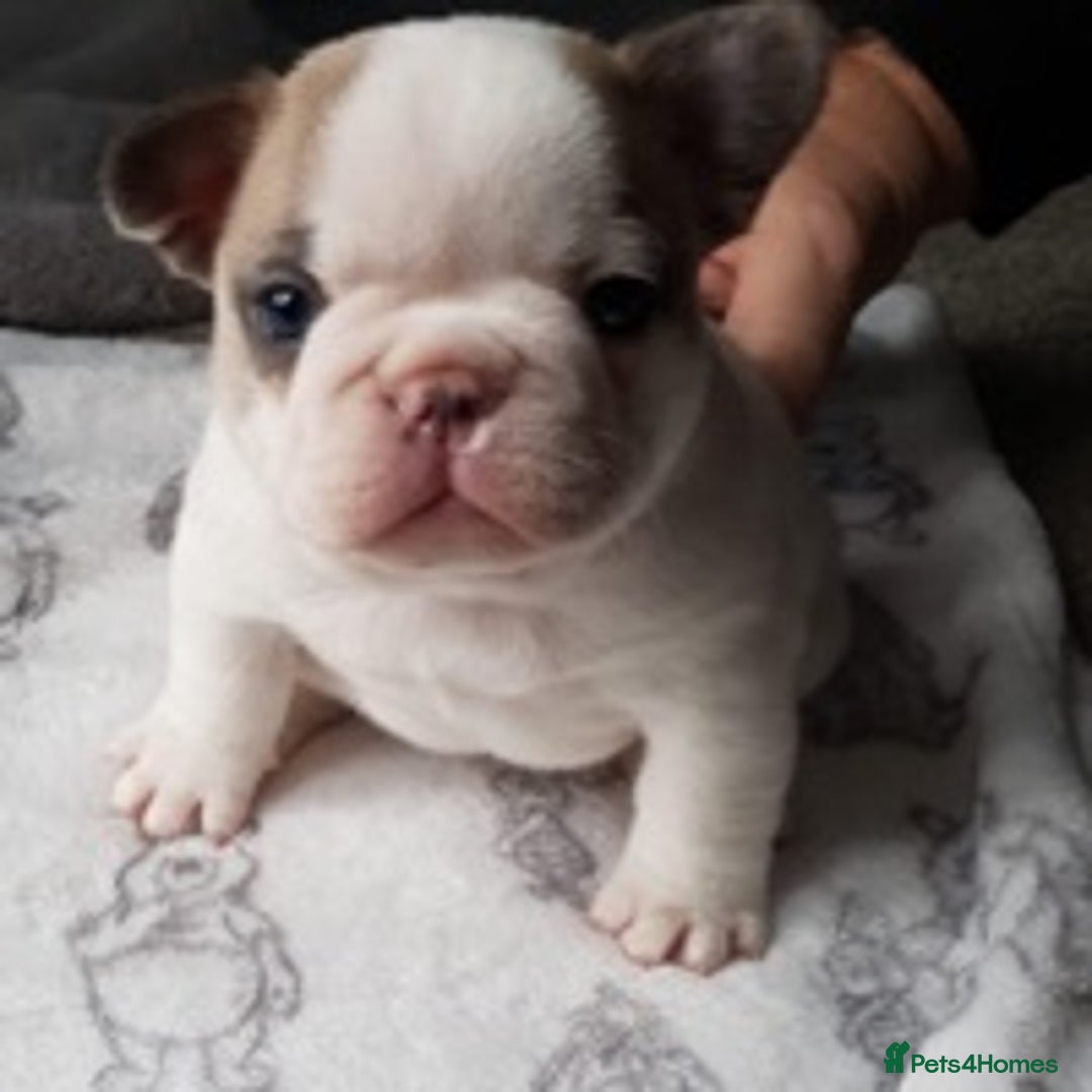 French Bulldog dogs for stud: Kc reg rare markings in Peterborough - Advert 13