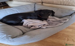 Mixed Breed dogs for sale: 8 Month Old Teddy Dachshund Cross Labrador  - Image 2