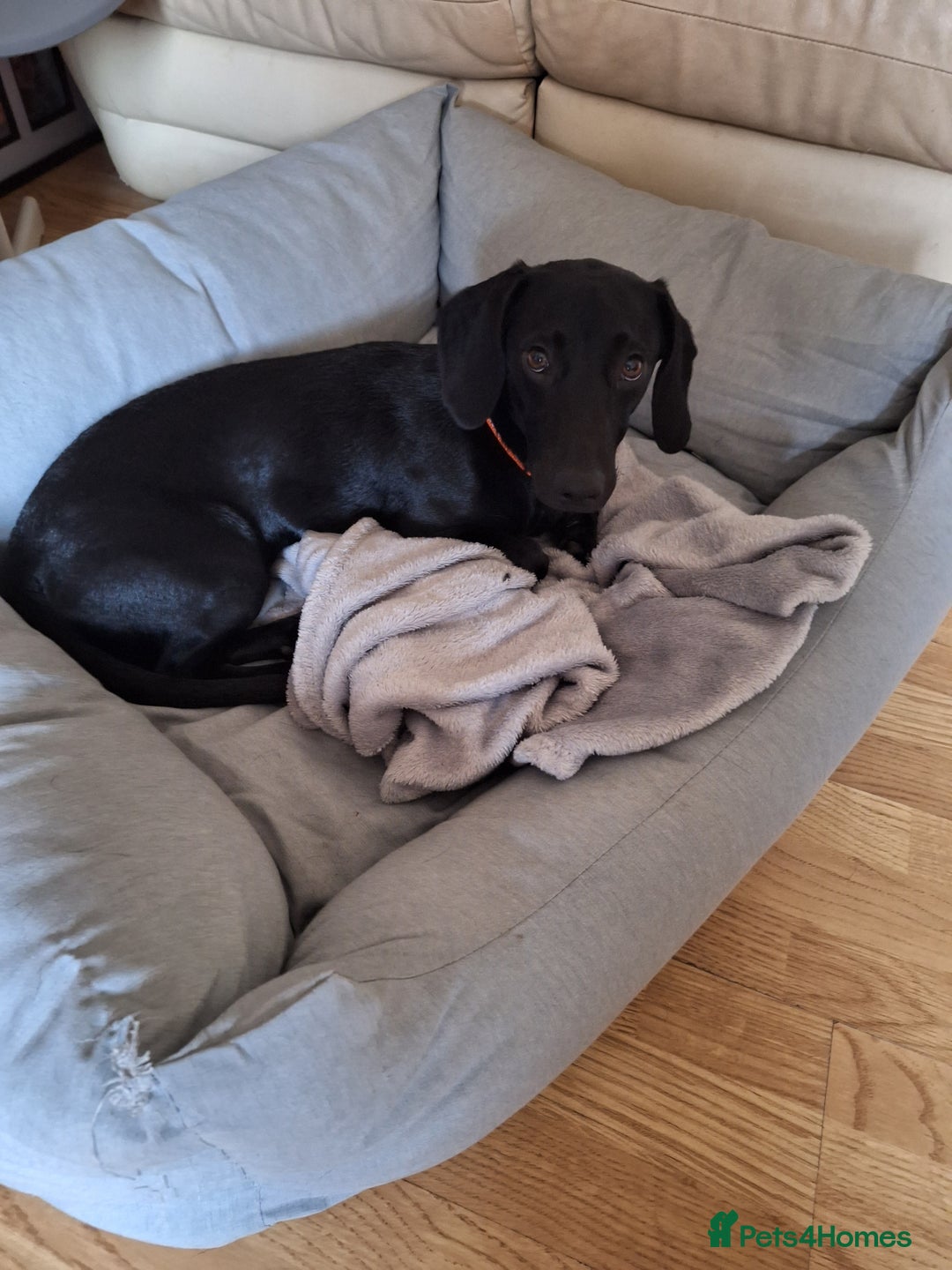Mixed Breed dogs for sale: 8 Month Old Teddy Dachshund Cross Labrador  - Image 2