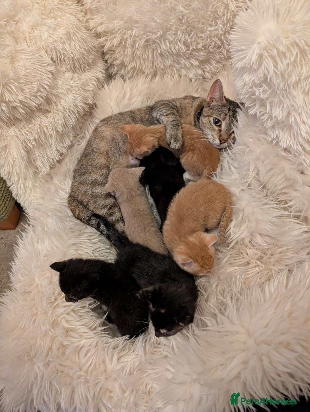 Mixed Breed cats Beautifull kittens - Advert 1