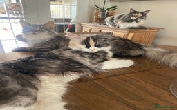 Maine Coon cats for sale: Cream Boys Available for forever homes  in Rushden - Image 8