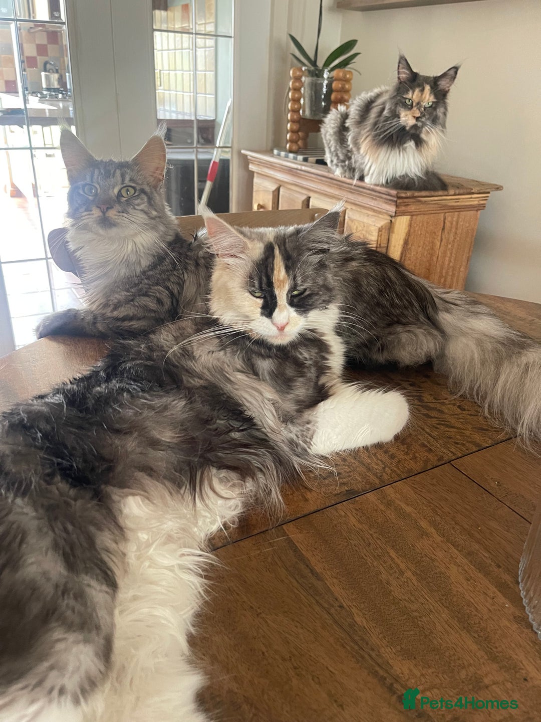 Maine Coon cats for sale: Cream Boys Available for forever homes  in Rushden - Image 8