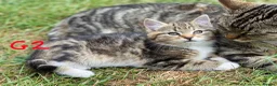 European cats for sale: 3 kittens for sale - Advert 2