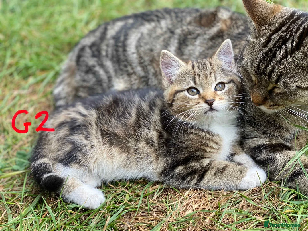 European cats for sale: 3 kittens for sale - Advert 2