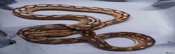 Python Snake reptiles for sale: Malayan Python , Motley female - Advert 2