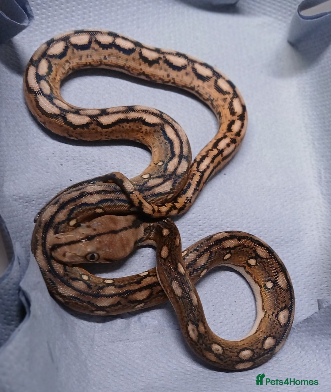 Python Snake reptiles for sale: Malayan Python , Motley female - Advert 2