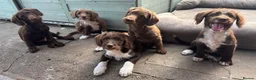Labradoodle dogs for sale: Adorable miniature labradoodles READY NOW - Advert 8