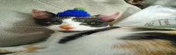 Mixed Breed cats for sale: 2x 7 month old kittens - Advert 2