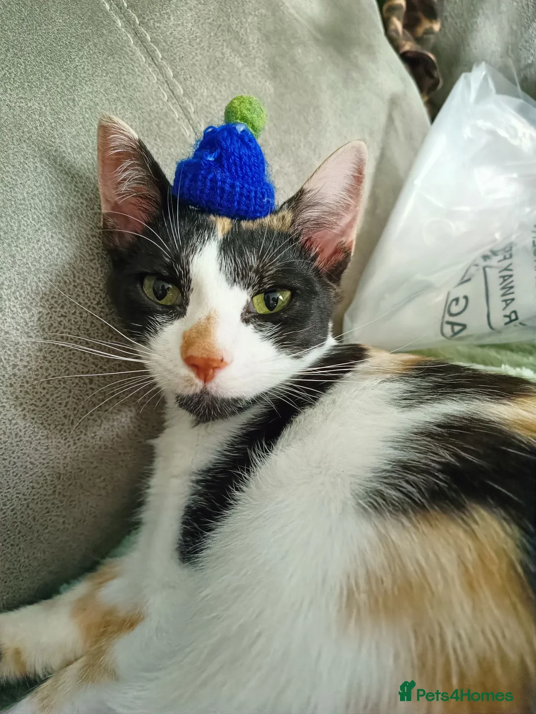 Mixed Breed cats for sale: 2x 7 month old kittens - Advert 2