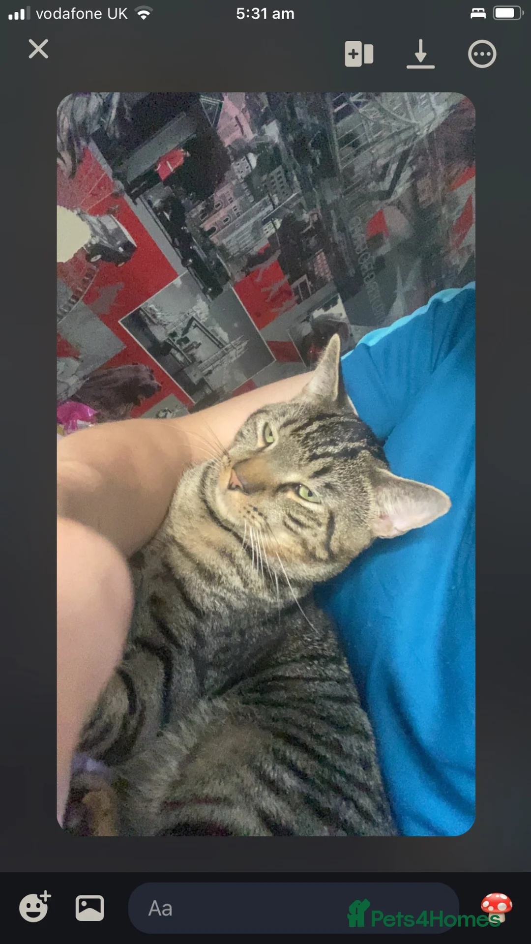Mixed Breed cats for sale: Last Lovely female bengal  mix  - Advert 8