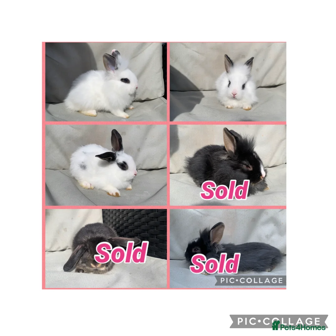 Mixed Breed rabbits for sale:  Mini lion lops  - Advert 3