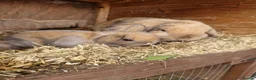 Mini Lop rabbits for sale: Baby Mini Lops - Advert 7