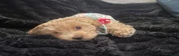 Maltipoo dogs for sale: Outstanding quality  **  maltipoo pups  in Otley - Advert 9