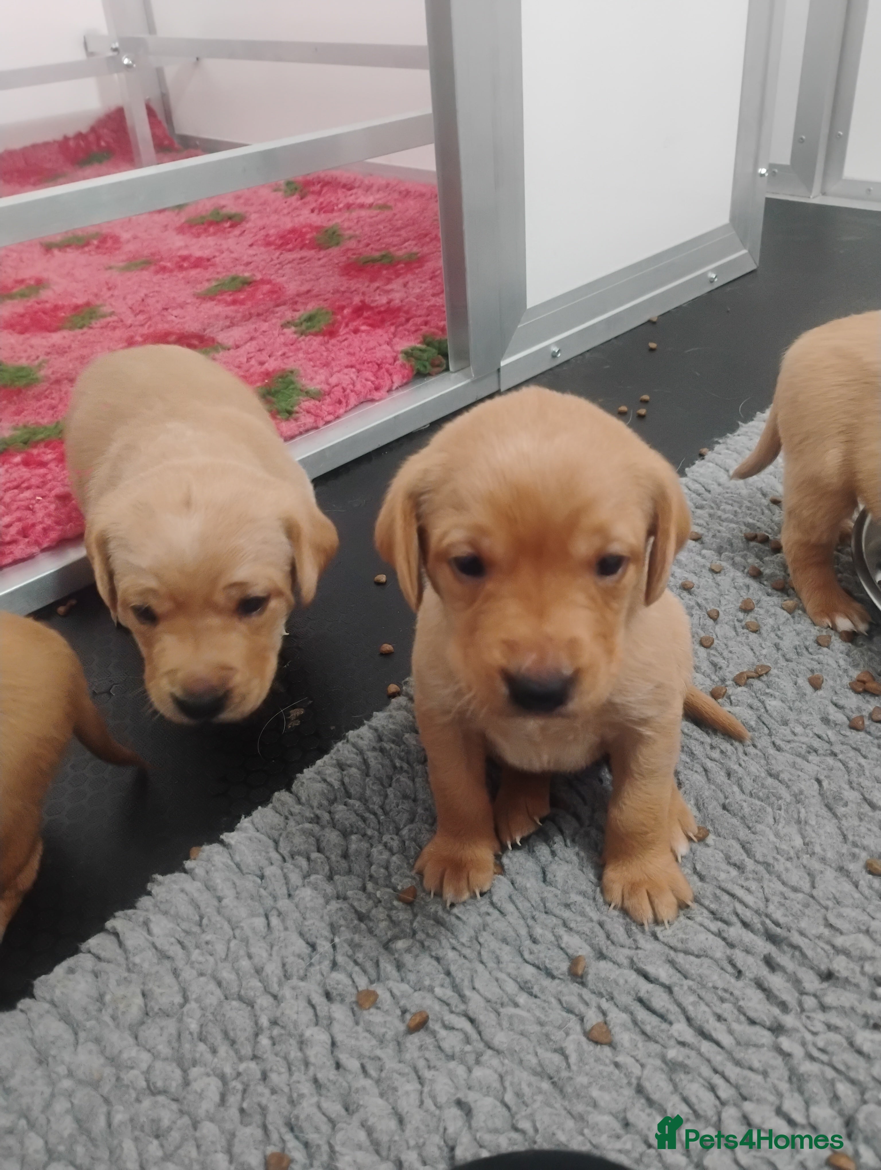 Labrador Retriever dogs Labrador puppies KC Fully health tested parents  - Advert 10