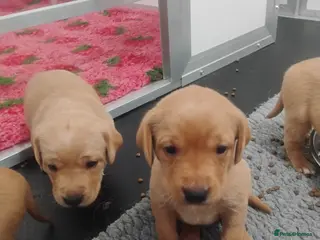 Labrador Retriever dogs Labrador puppies KC Fully health tested parents - Advert 10