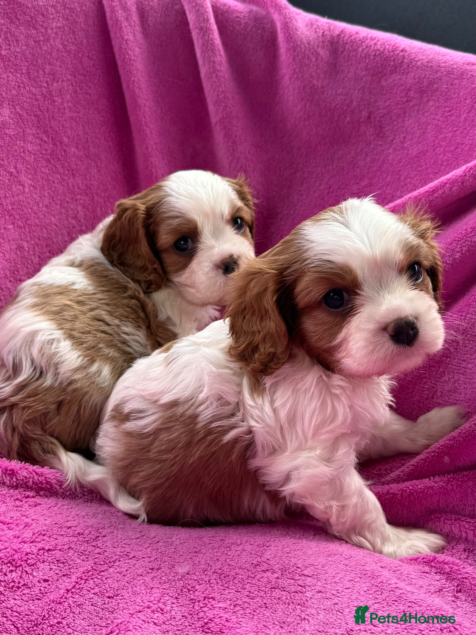 Cavalier King Charles Spaniel dogs Cavalier King Charles Spaniel puppies - Advert 1