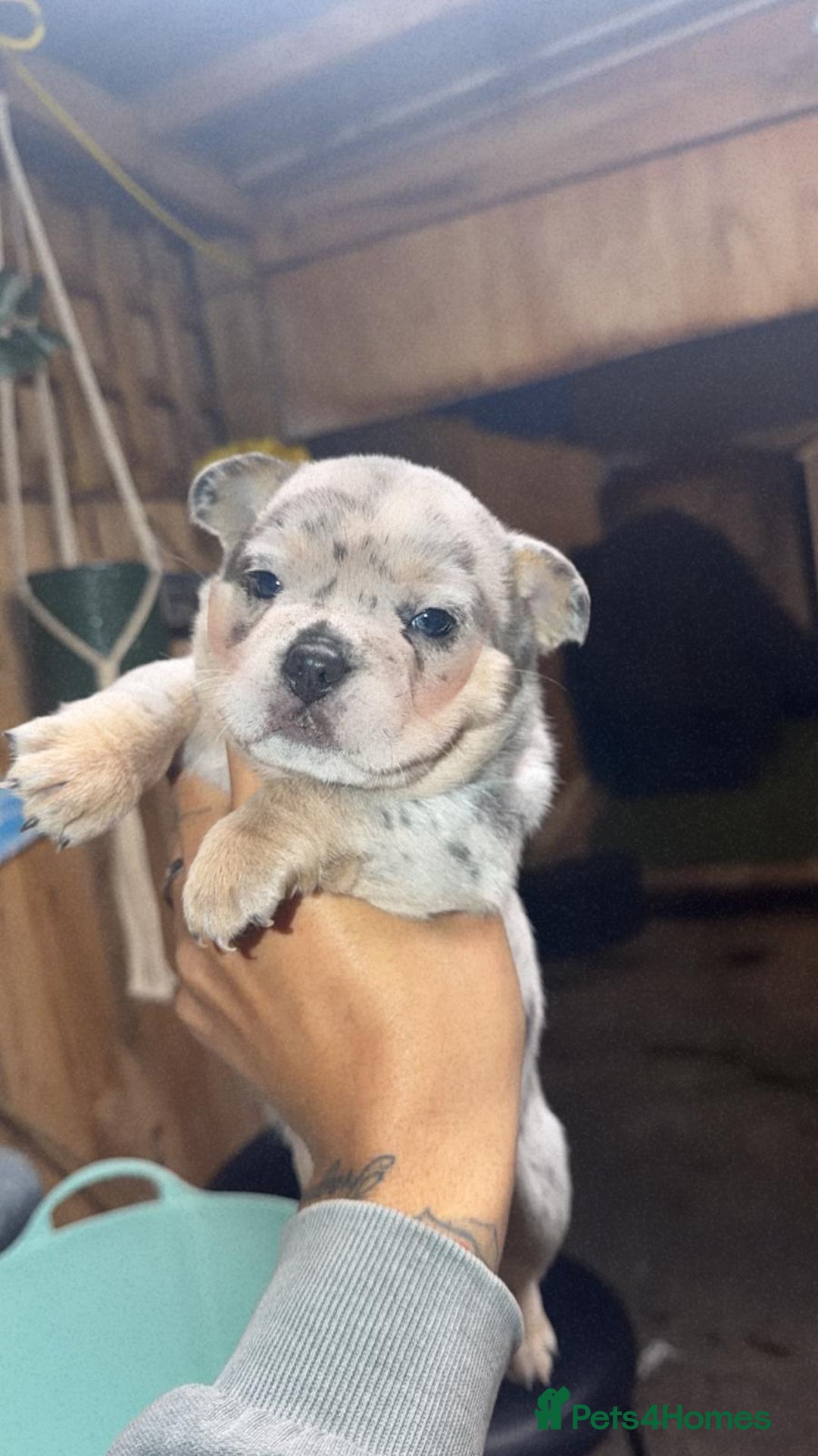 Chow Chow dogs for sale: French chows  - Advert 1