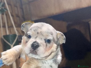 Chow Chow dogs French chows - Advert 1