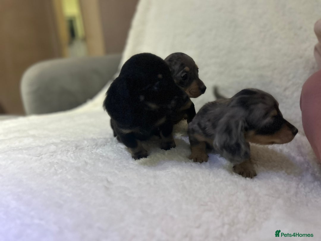 Miniature Dachshund dogs for sale: ****true to type mini dachshund *** - Advert 19