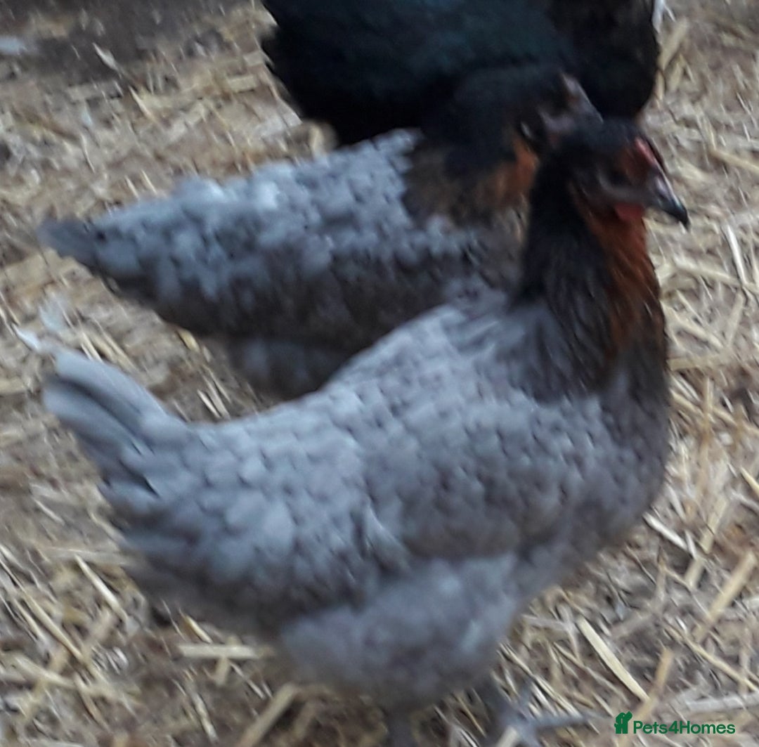 Chickens poultry for sale: Coloured hybrids pullets all female  - Image 4