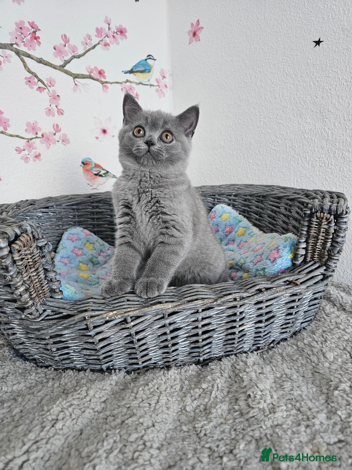British Shorthair cats British Shorthair Kittens - Advert 1