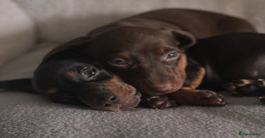 Miniature Dachshund dogs - Advert 16
