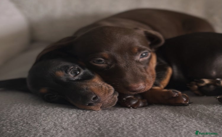 Miniature Dachshund dogs - Advert 5
