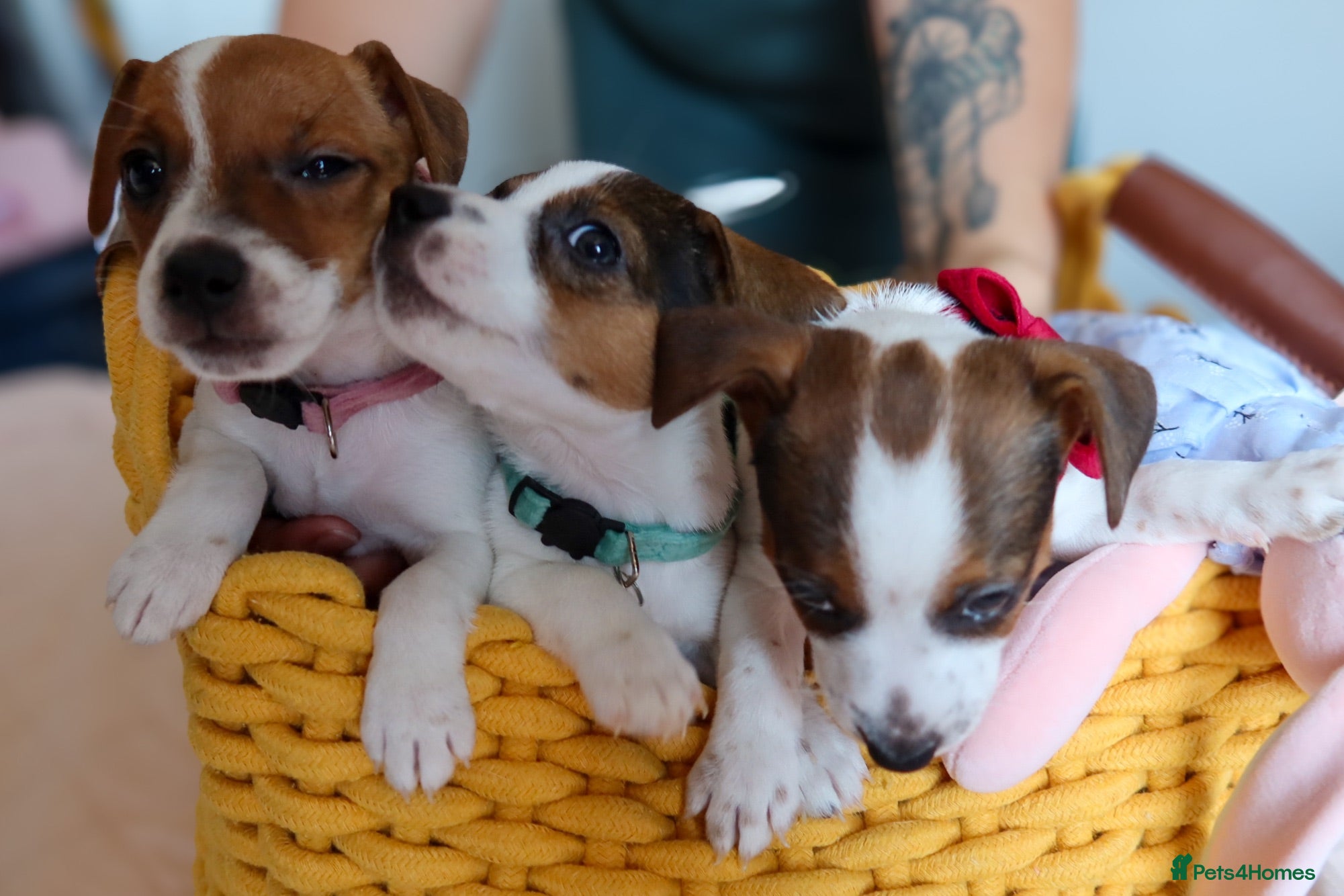 Jack Russell dogs Beautiful Pure-Bred Jack Russell Terrier Puppies - Advert 10