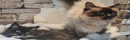 Mixed Breed cats for sale: Mix Ragdoll - Advert 8