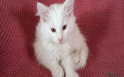 Norwegian Forest Cat cats for sale: Full Norwegian forest cat kittens - Image 1
