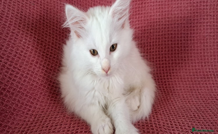 Norwegian Forest Cat cats - Advert 4