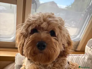 Bichon Frise dogs Proven F1 Cavapoo for stud - Advert 9