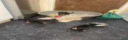 Miniature Pinscher dogs for sale: Beautiful Miniature Pinscher . - Advert 23