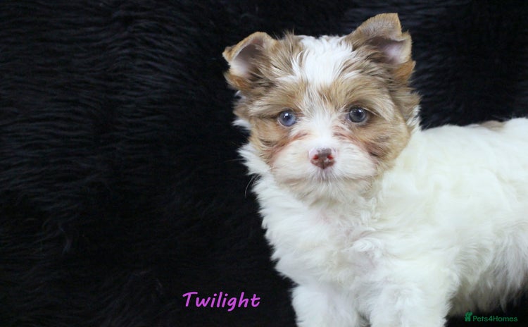 Yorkshire Terrier dogs Choc & White Yorkie Girls Blue eyes – Ready Nov 25 - Advert 2