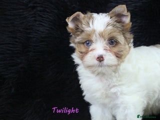 Yorkshire Terrier dogs Choc & White Yorkie Girls Blue eyes – Ready Nov 25 - Advert 6