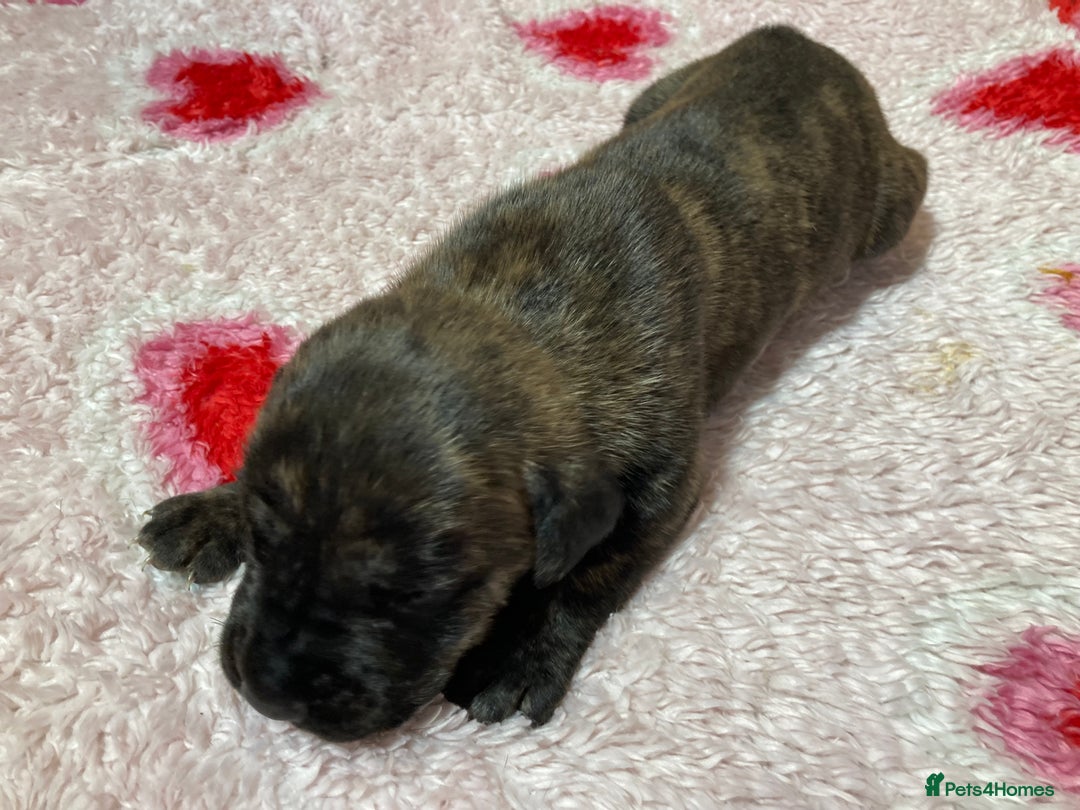 Mixed Breed dogs for sale: Presa Canario x Boerboel Puppies in Bromley - Image 8