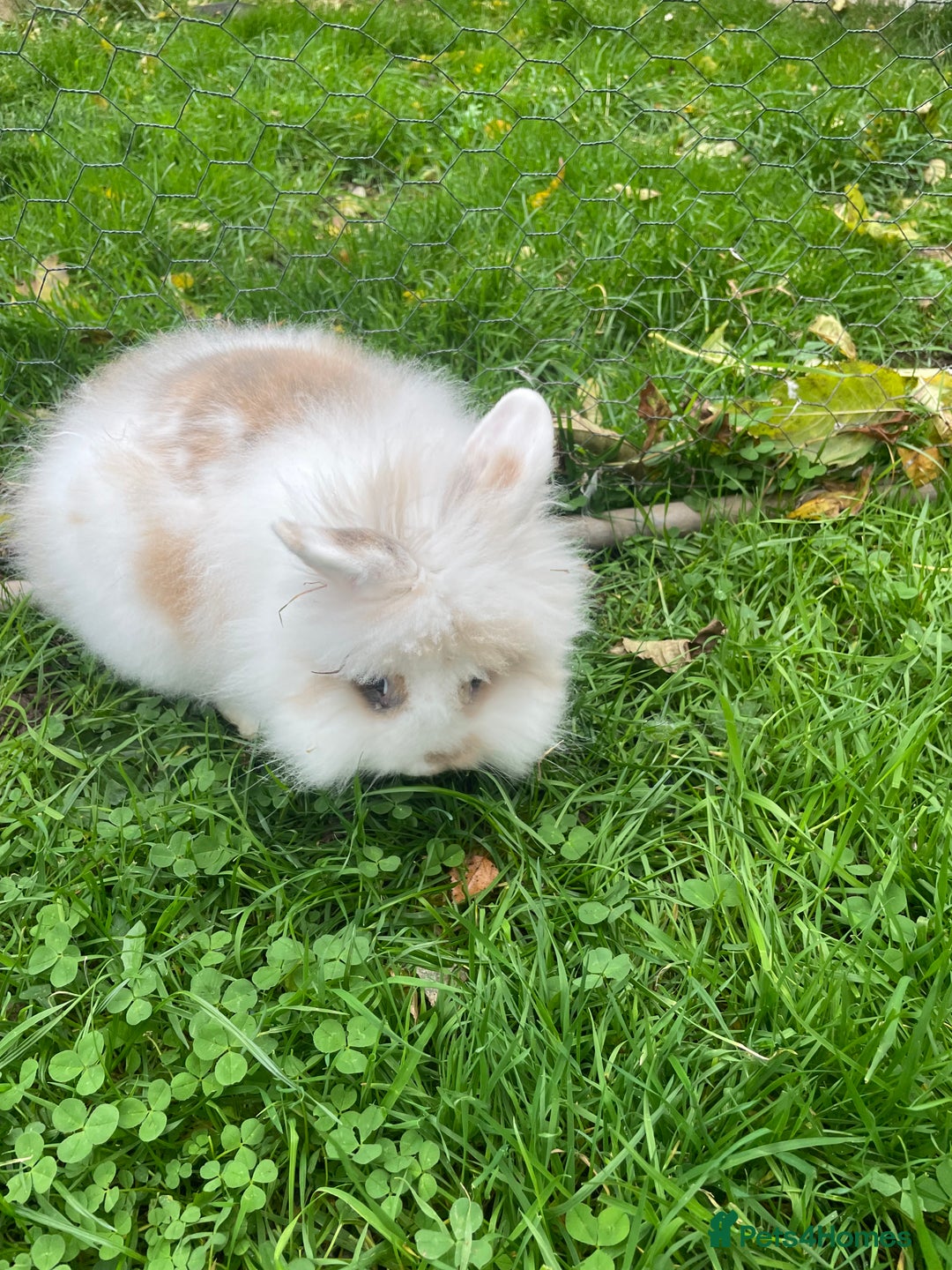 Lionhead rabbits for sale: bunnies - Advert 30