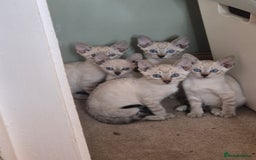 Bengal cats for sale: Bengal x siamese kittens - Image 10