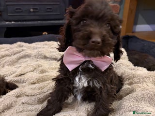 Cockapoo dogs Beautiful litter of chocolate cockapoo puppies - Advert 1